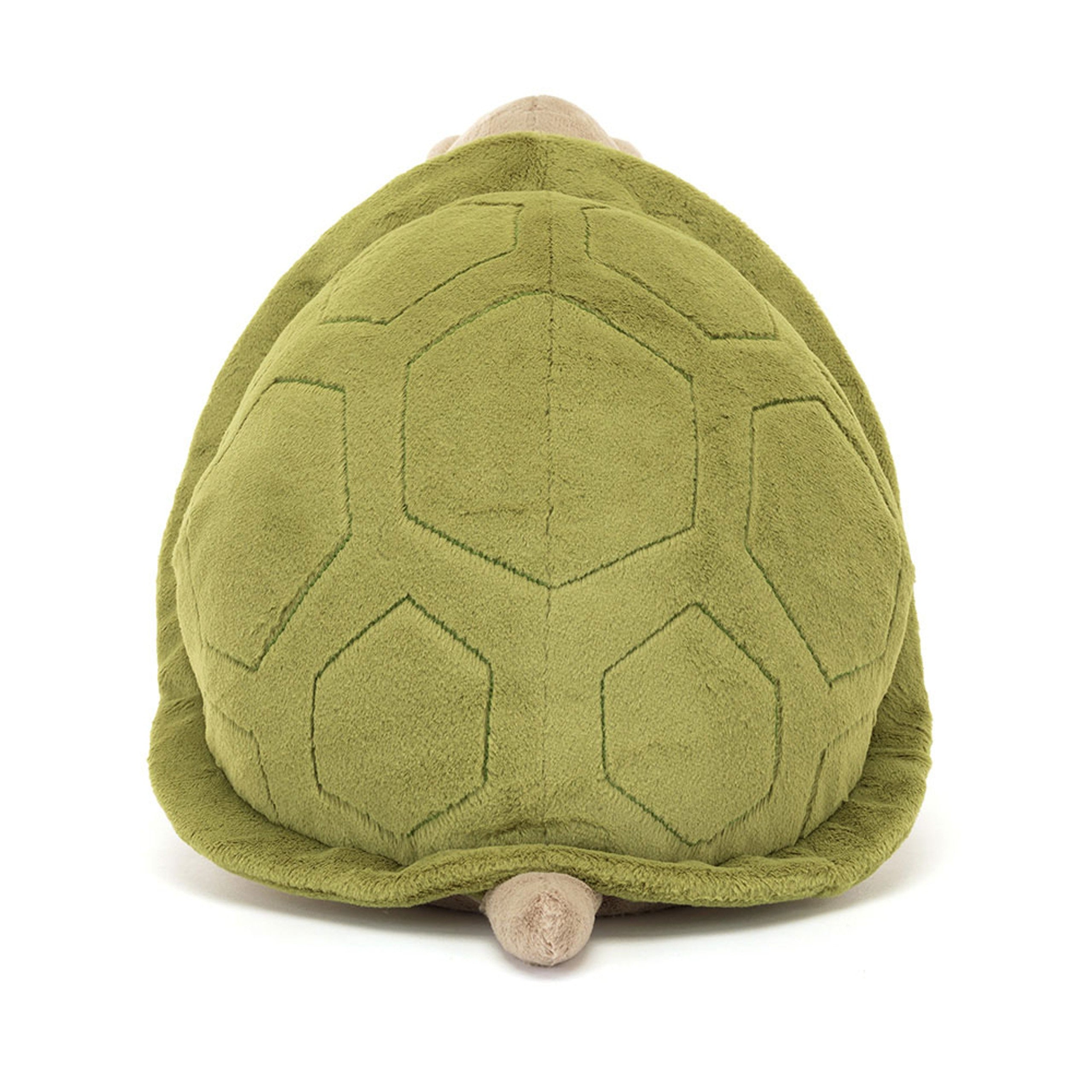 Timmy Turtle – The Gentle Ocean Friend 🐢